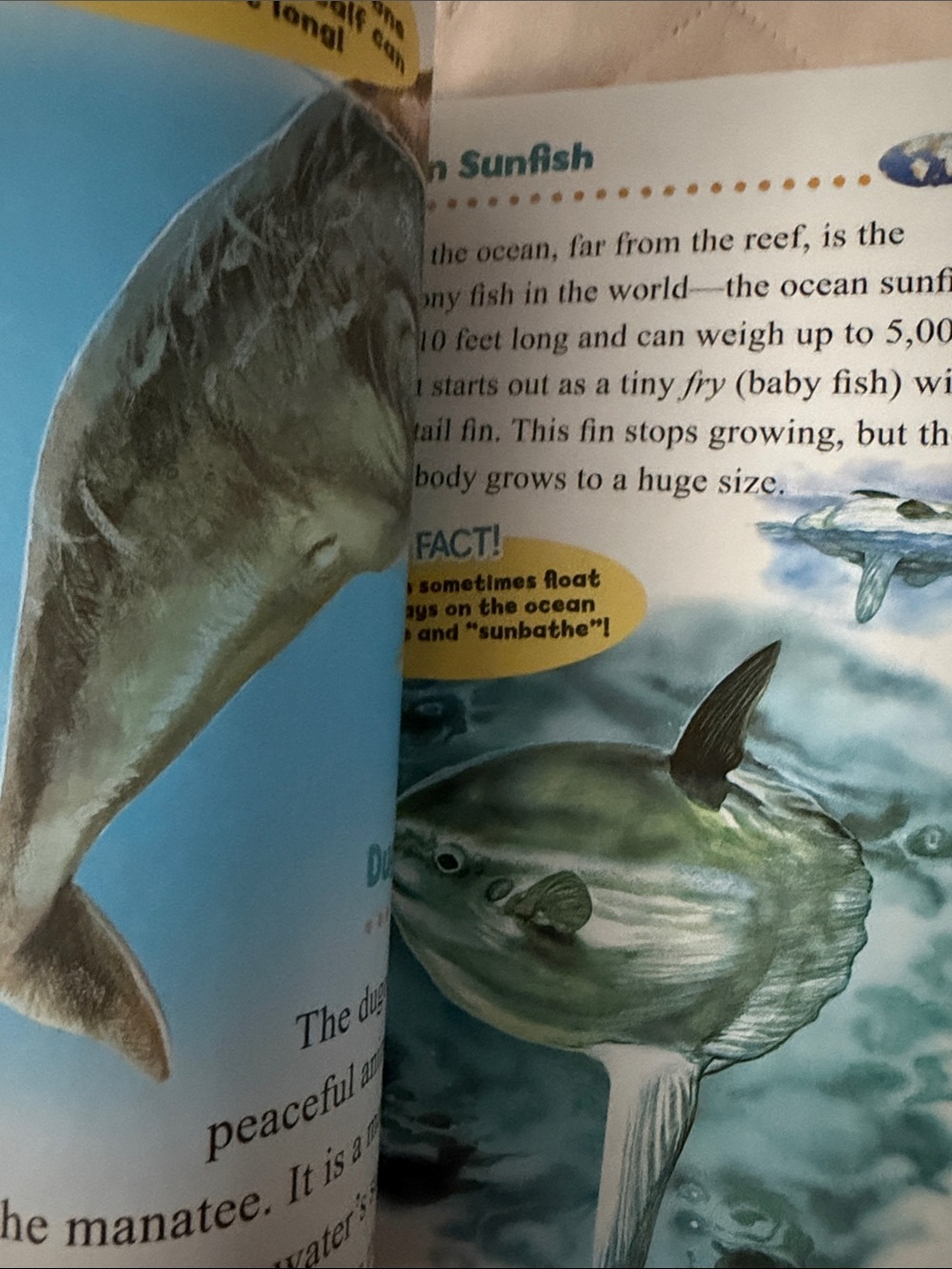 Incredible Sea Creatures Video Fact Book - Colorful Ocean Cover - Picture 4 of 5